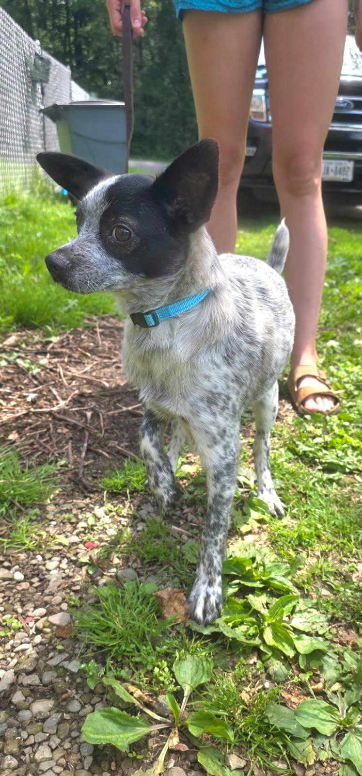 Stone, an adopted mixed breed in Salamanca, NY image 2/2