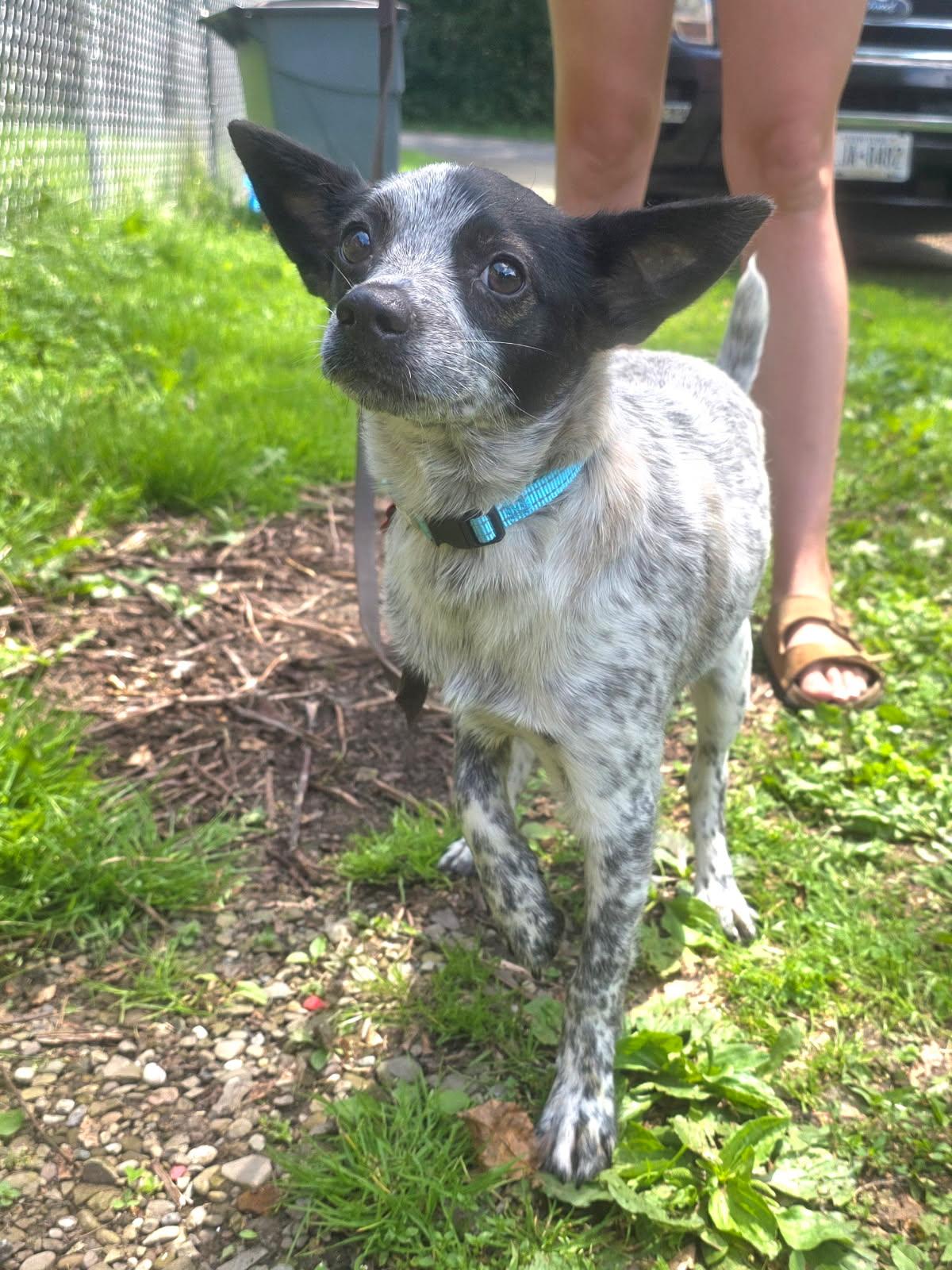 Stone, an adopted mixed breed in Salamanca, NY image 1/2
