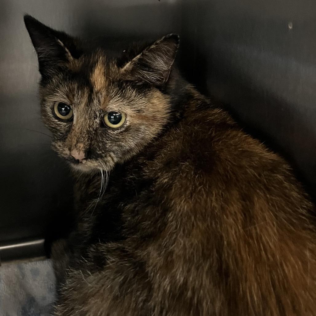 Cali, Adoptable, Young Female Domestic Short Hair.