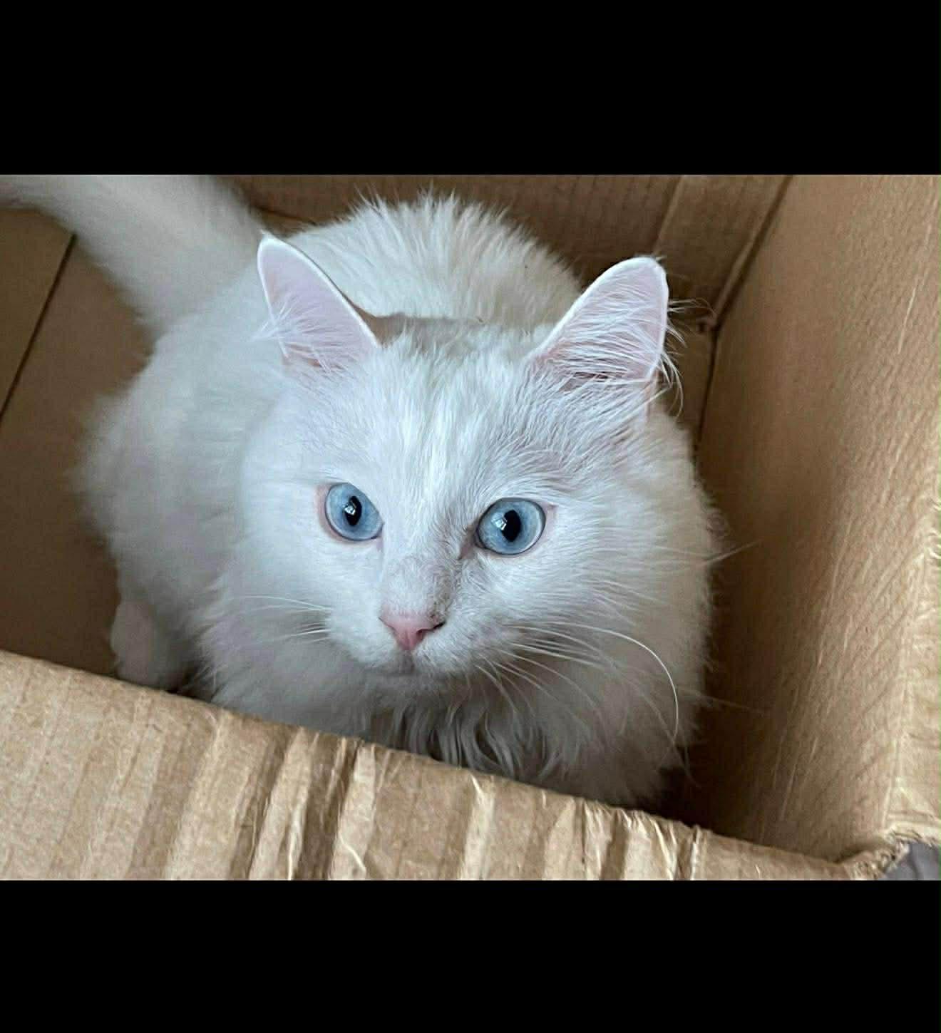 Pamukportofino Petsmart