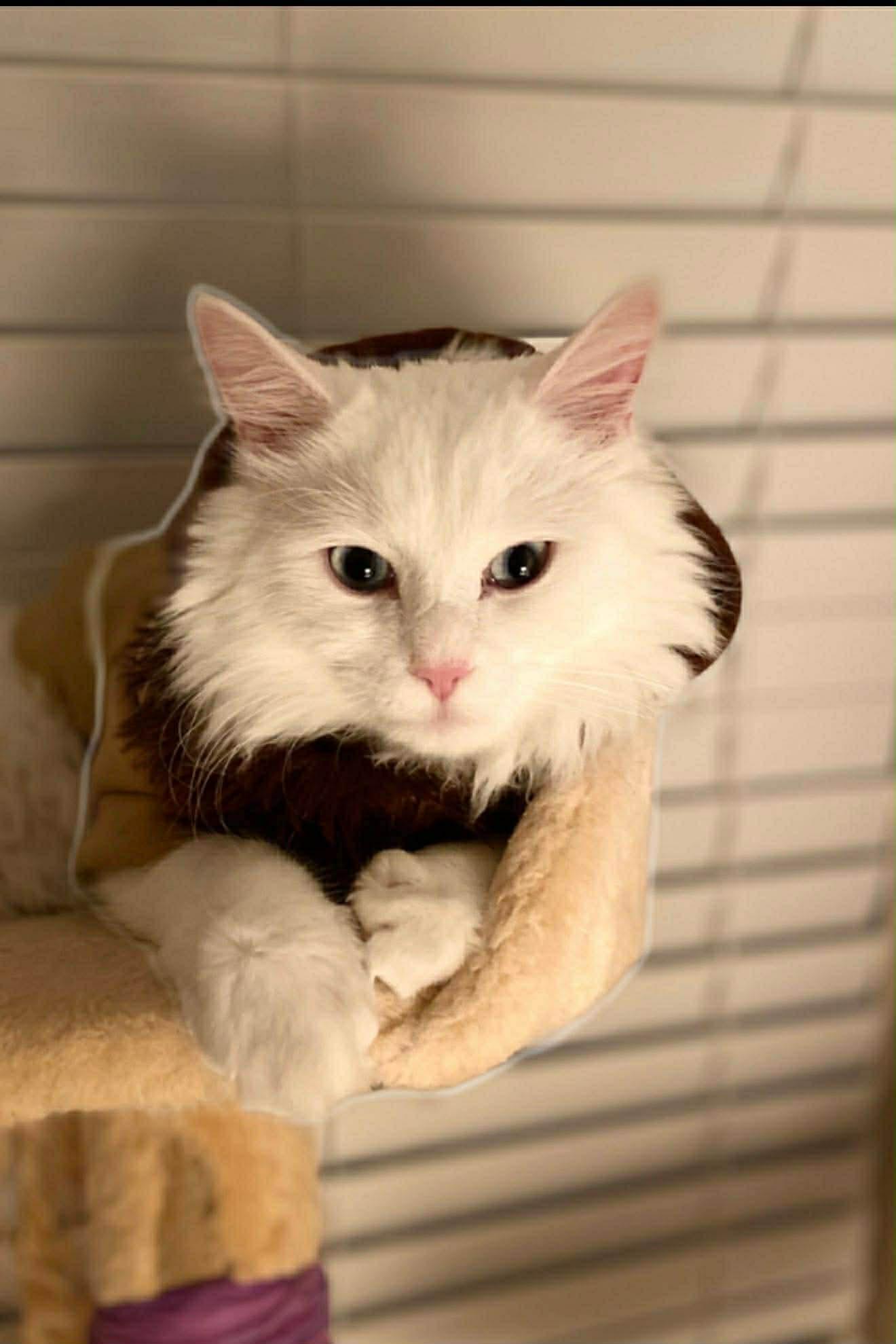 Pamukportofino Petsmart thumbnail 3