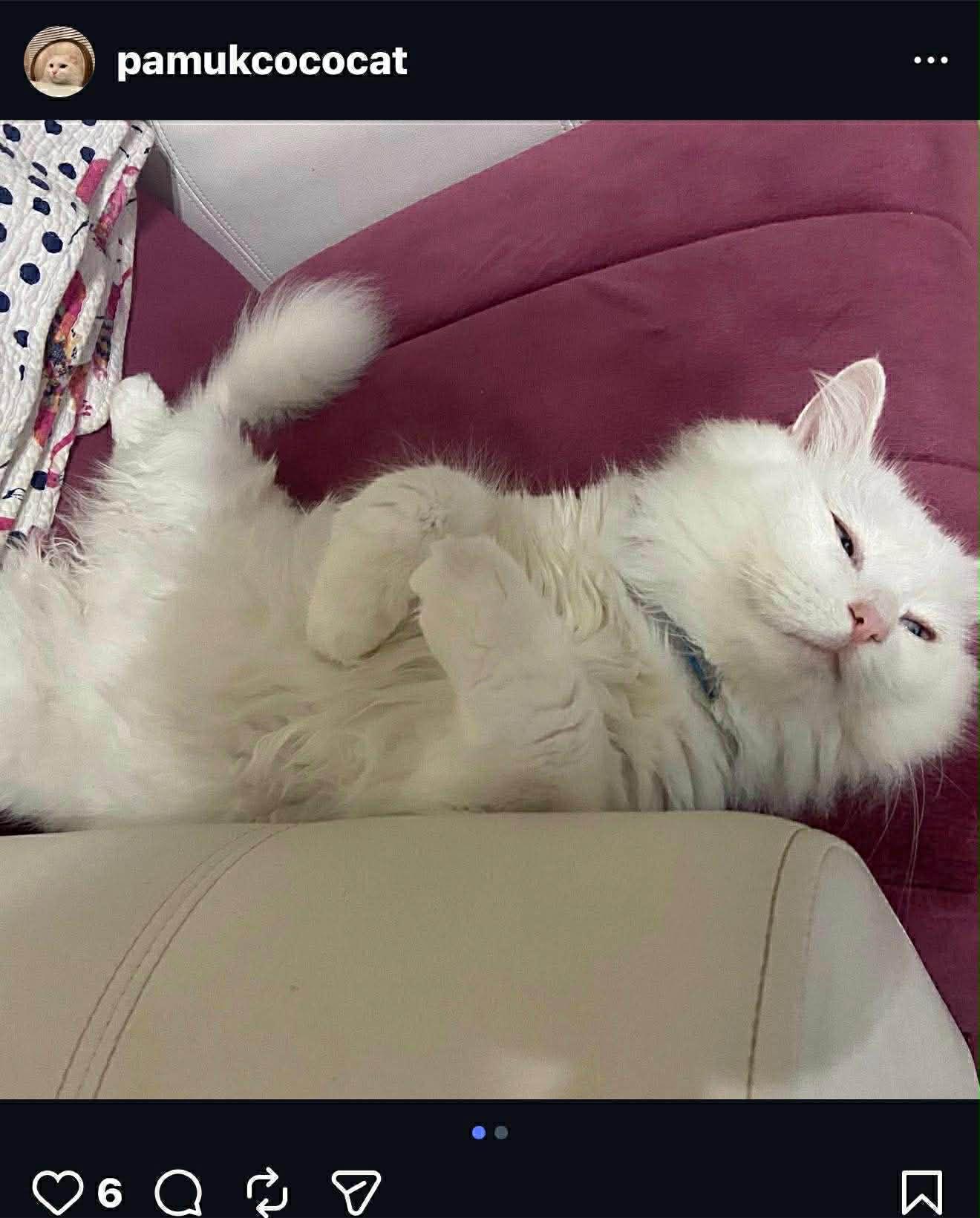 Pamukportofino Petsmart thumbnail 4