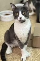 Enlarge Rodger, a Adoptable Domestic Short Hair in Laguna Beach, CA image 1/1