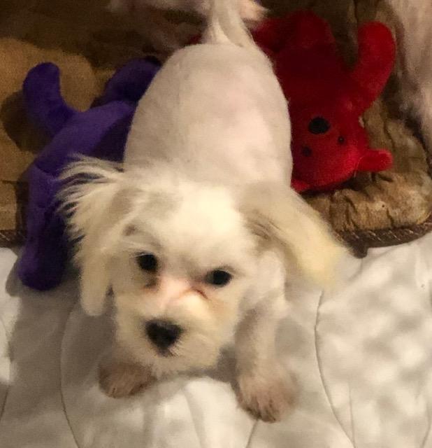 Joey, ADOPTABLE, Puppy Male Maltese & Poodle (Toy).