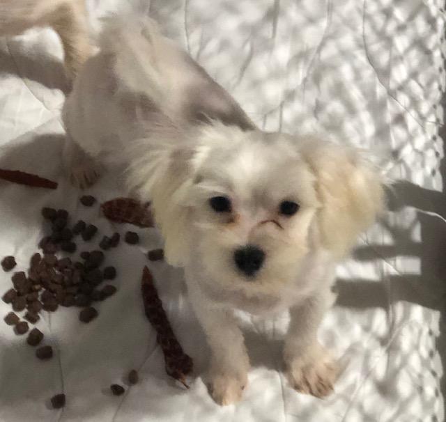 Enlarge Joey, a ADOPTABLE mixed breed in Colleyville, TX image 2/2