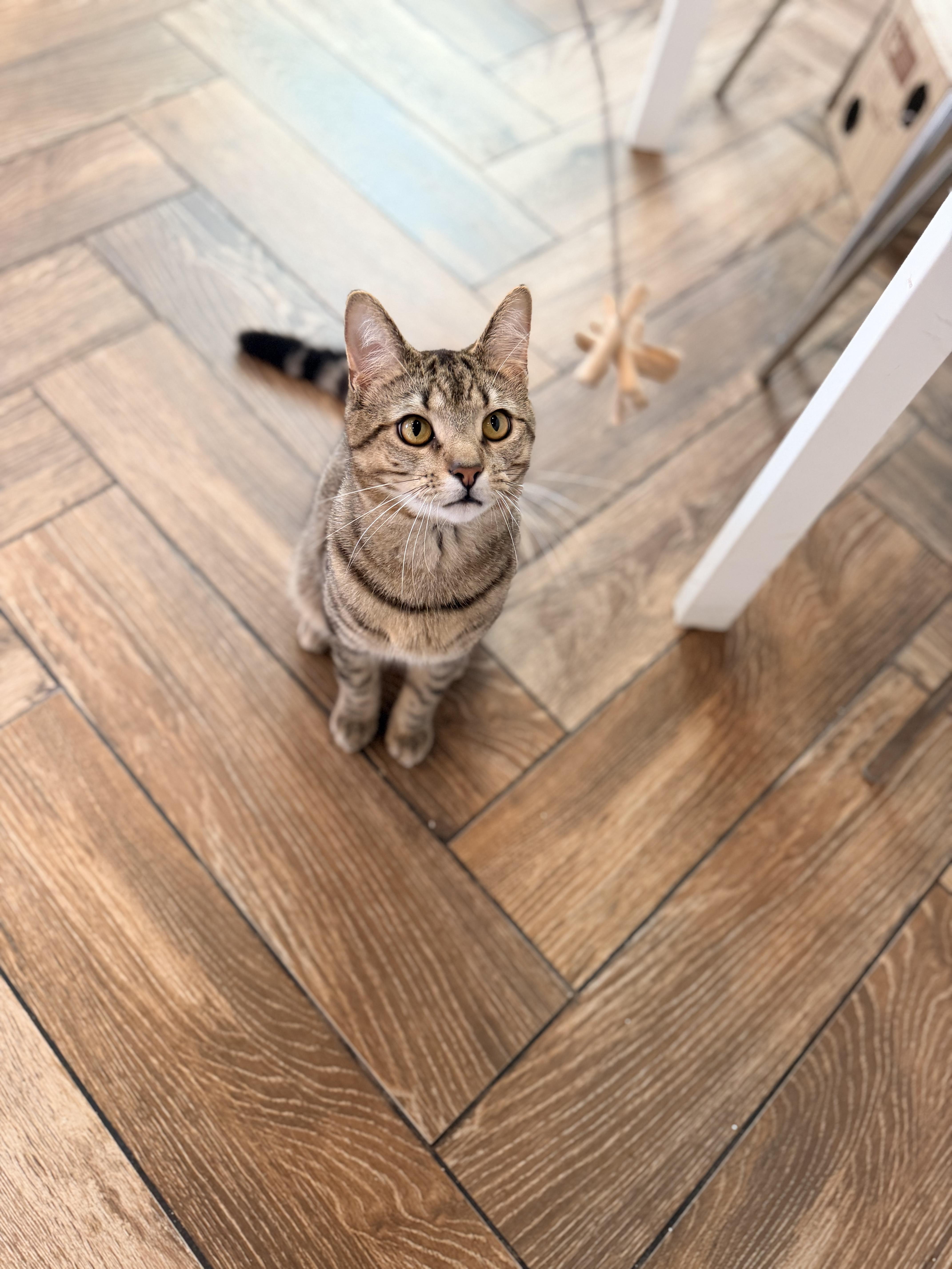 P-Nut, Adoptable, Young Male Domestic Short Hair.