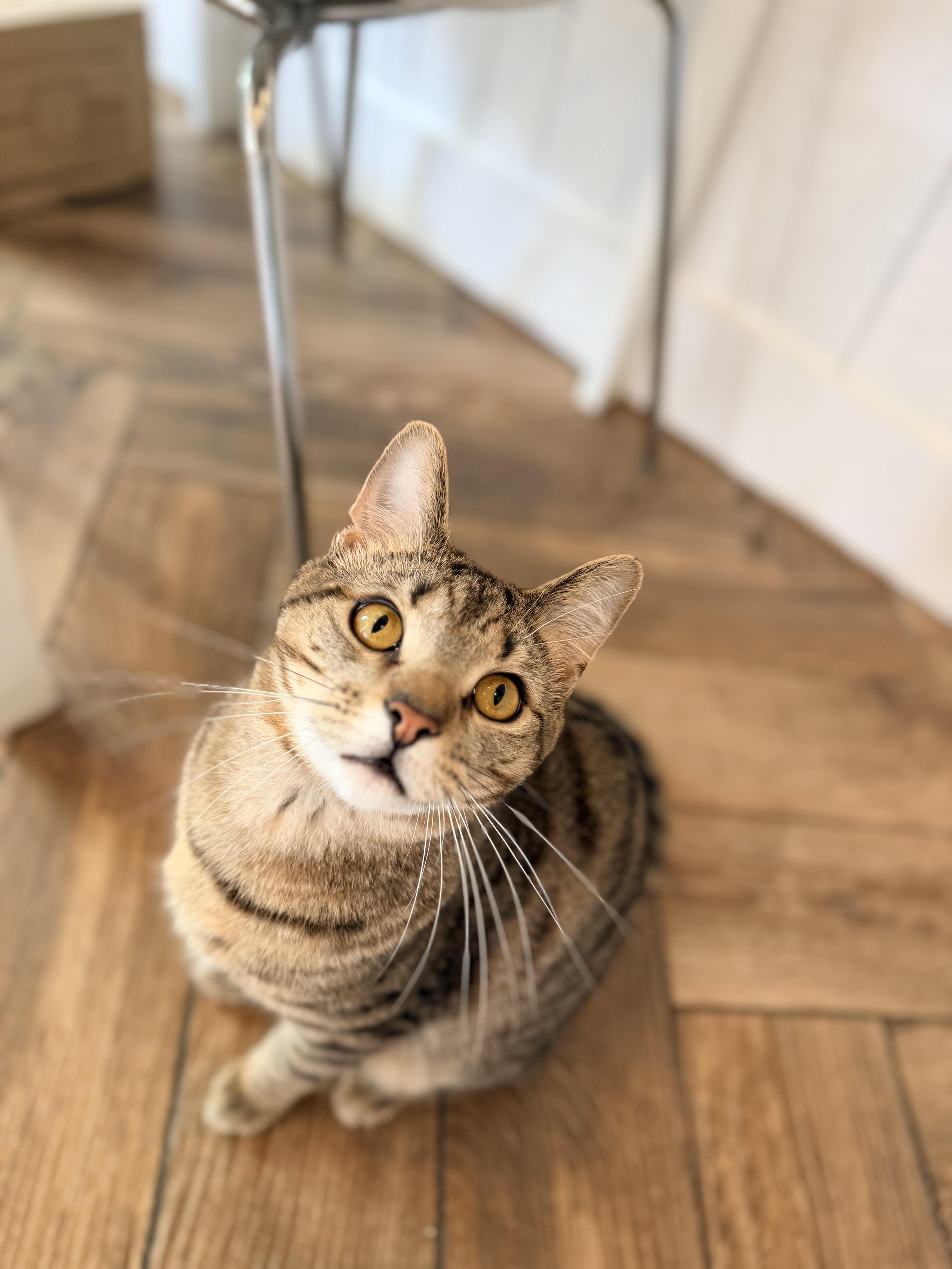 Enlarge P-Nut, a Adoptable Domestic Short Hair in Dayton, OH image 1/1