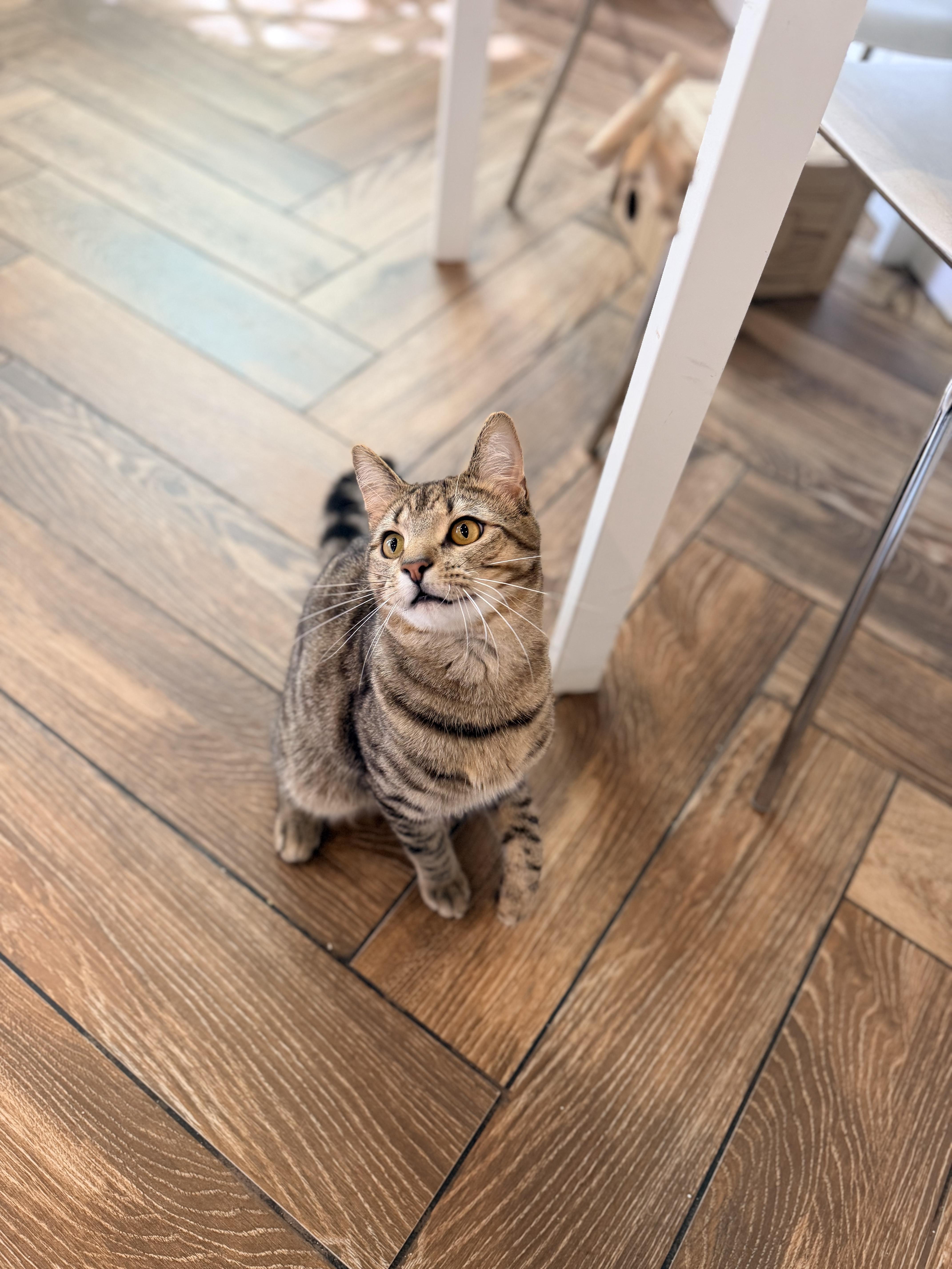 Enlarge P-Nut, a Adoptable Domestic Short Hair in Dayton, OH image 3/3