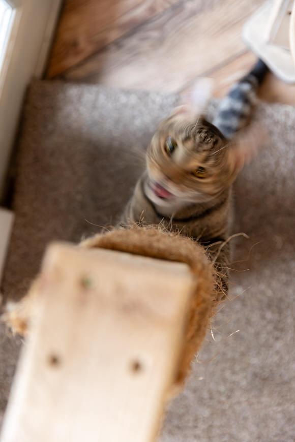 Enlarge P-Nut, a Adoptable Domestic Short Hair in Dayton, OH image 4/4