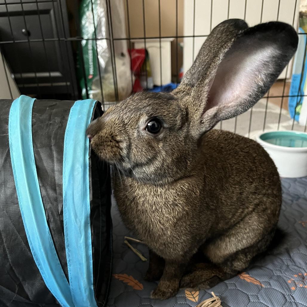 Enlarge Spunky, a Adoptable New Zealand in Newport, PA image 1/5