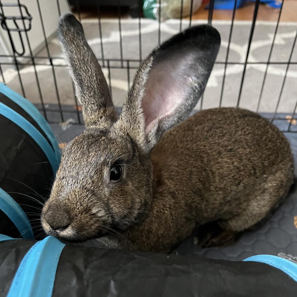 Enlarge Spunky, a Adoptable New Zealand in Newport, PA image 2/5