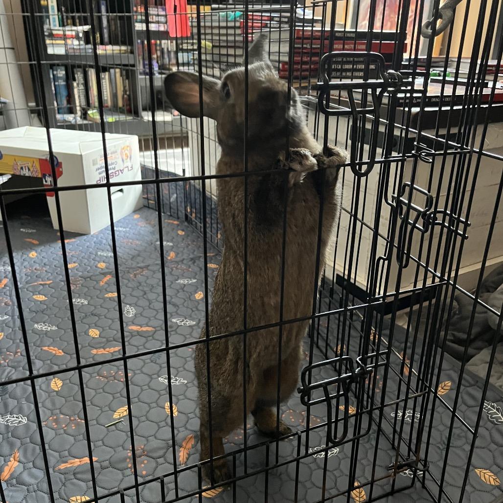 Enlarge Spunky, a Adoptable New Zealand in Newport, PA image 3/5