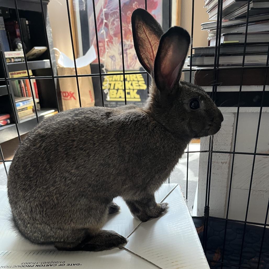 Enlarge Spunky, a Adoptable New Zealand in Newport, PA image 4/5