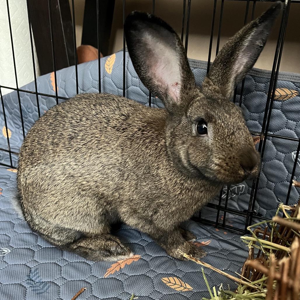 Enlarge Spunky, a Adoptable New Zealand in Newport, PA image 5/5