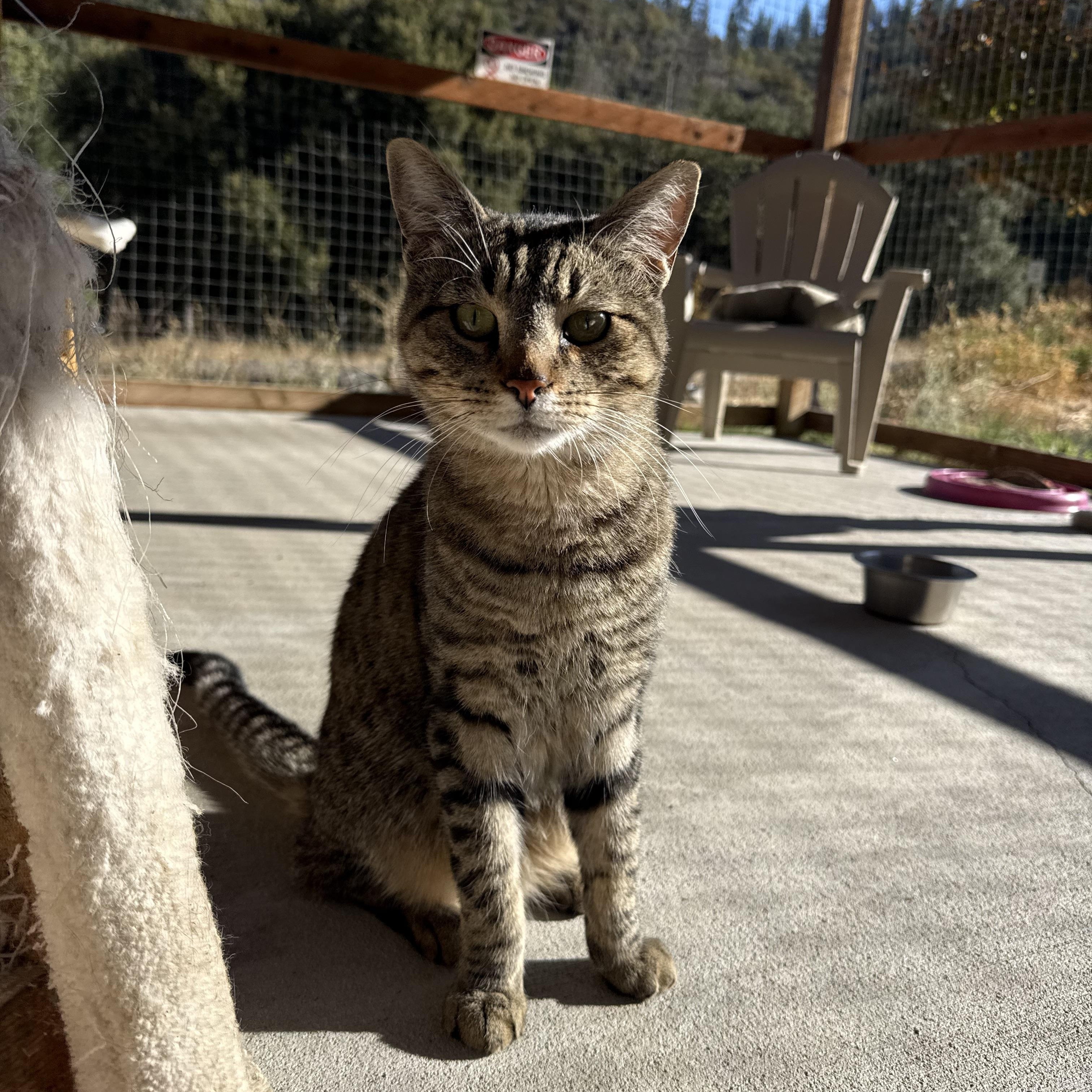 Enlarge Mercury, a Adoptable Domestic Short Hair in Jacksonville, OR image 4/4