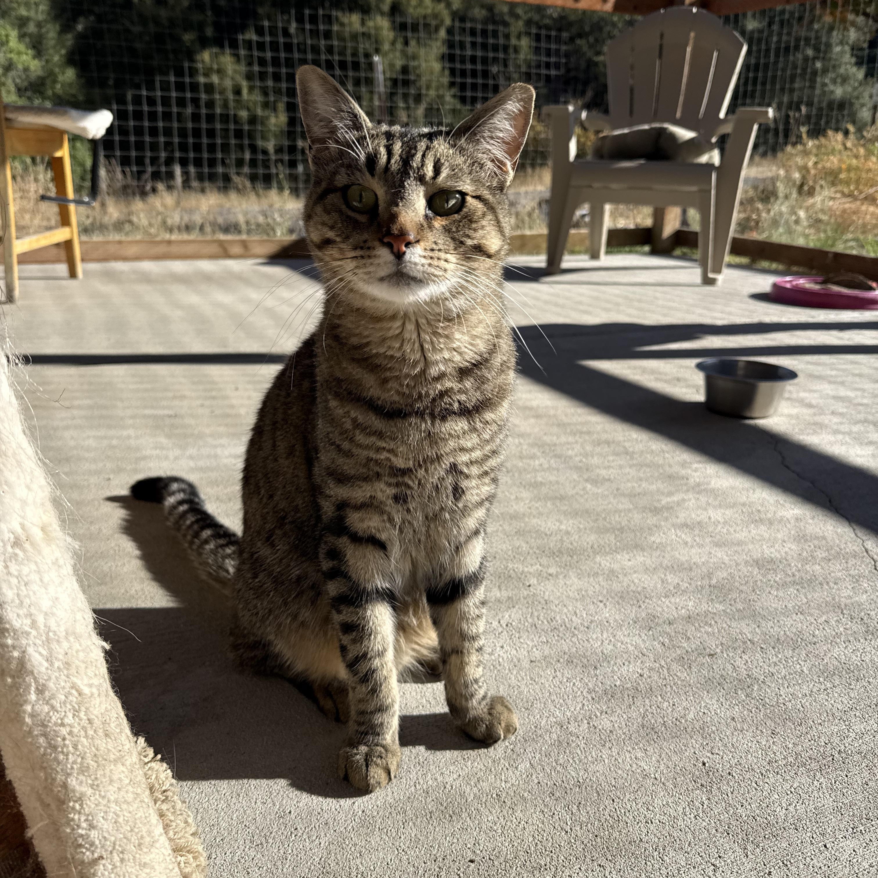Enlarge Mercury, a Adoptable Domestic Short Hair in Jacksonville, OR image 2/4