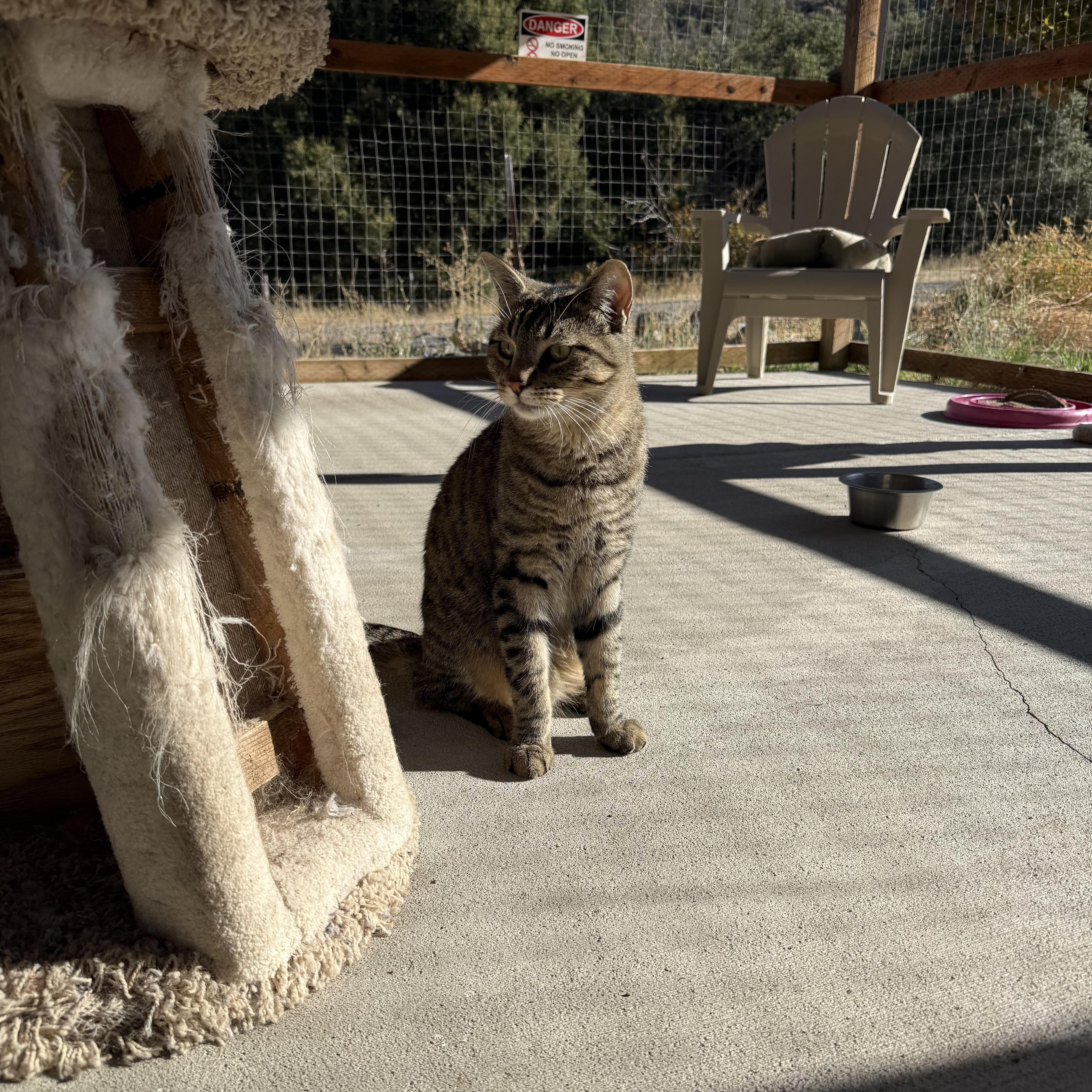 Enlarge Mercury, a Adoptable Domestic Short Hair in Jacksonville, OR image 3/4