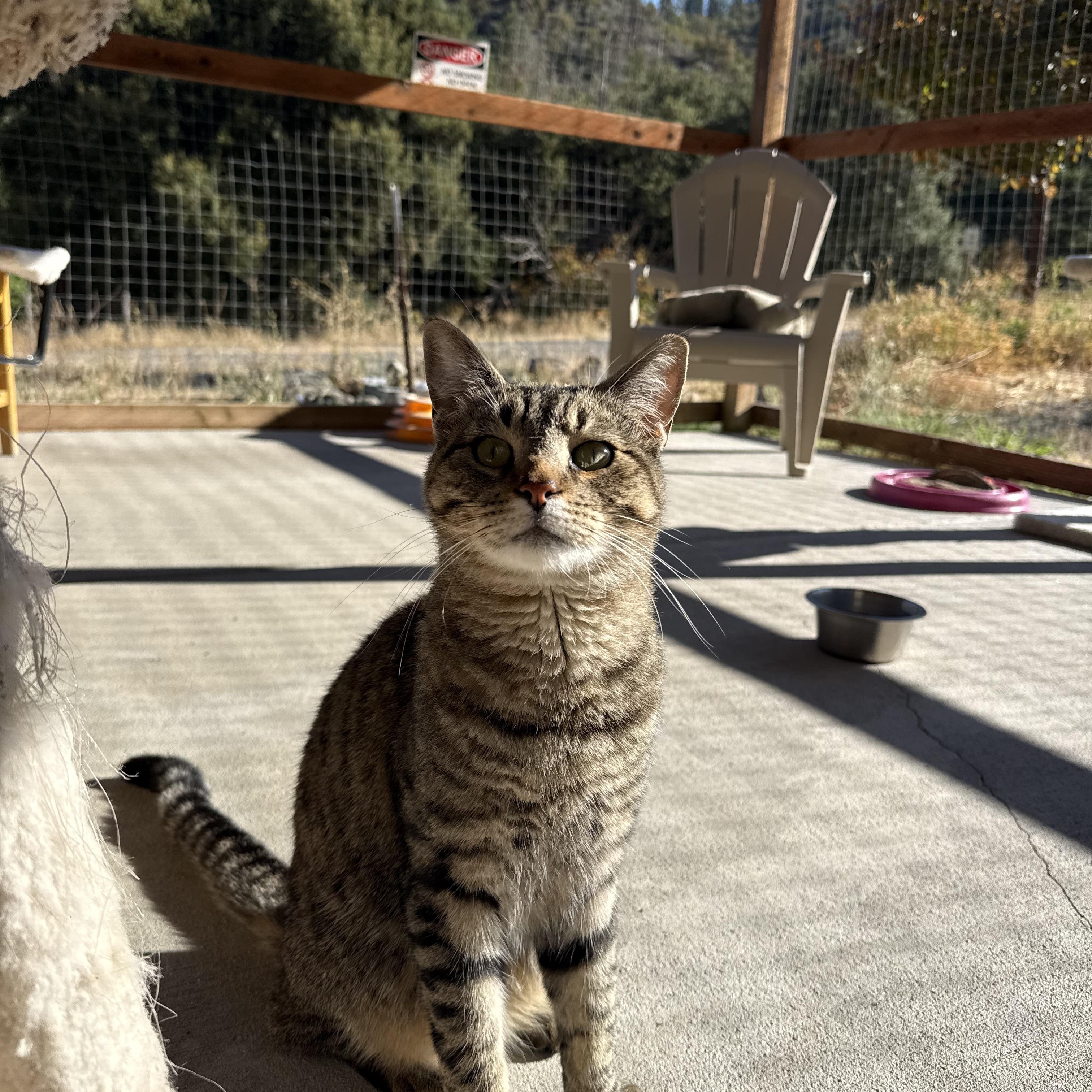 Mercury, Adoptable, Young Male Domestic Short Hair.