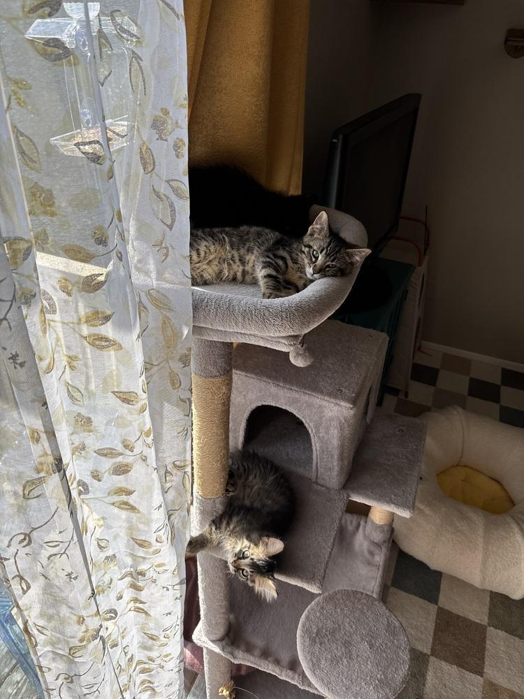 Enlarge Orbit (26-140 C), a Adoptable Domestic Short Hair in Lansing, MI image 1/4