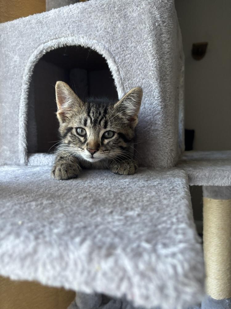 Enlarge Orbit (26-140 C), a Adoptable Domestic Short Hair in Lansing, MI image 4/4