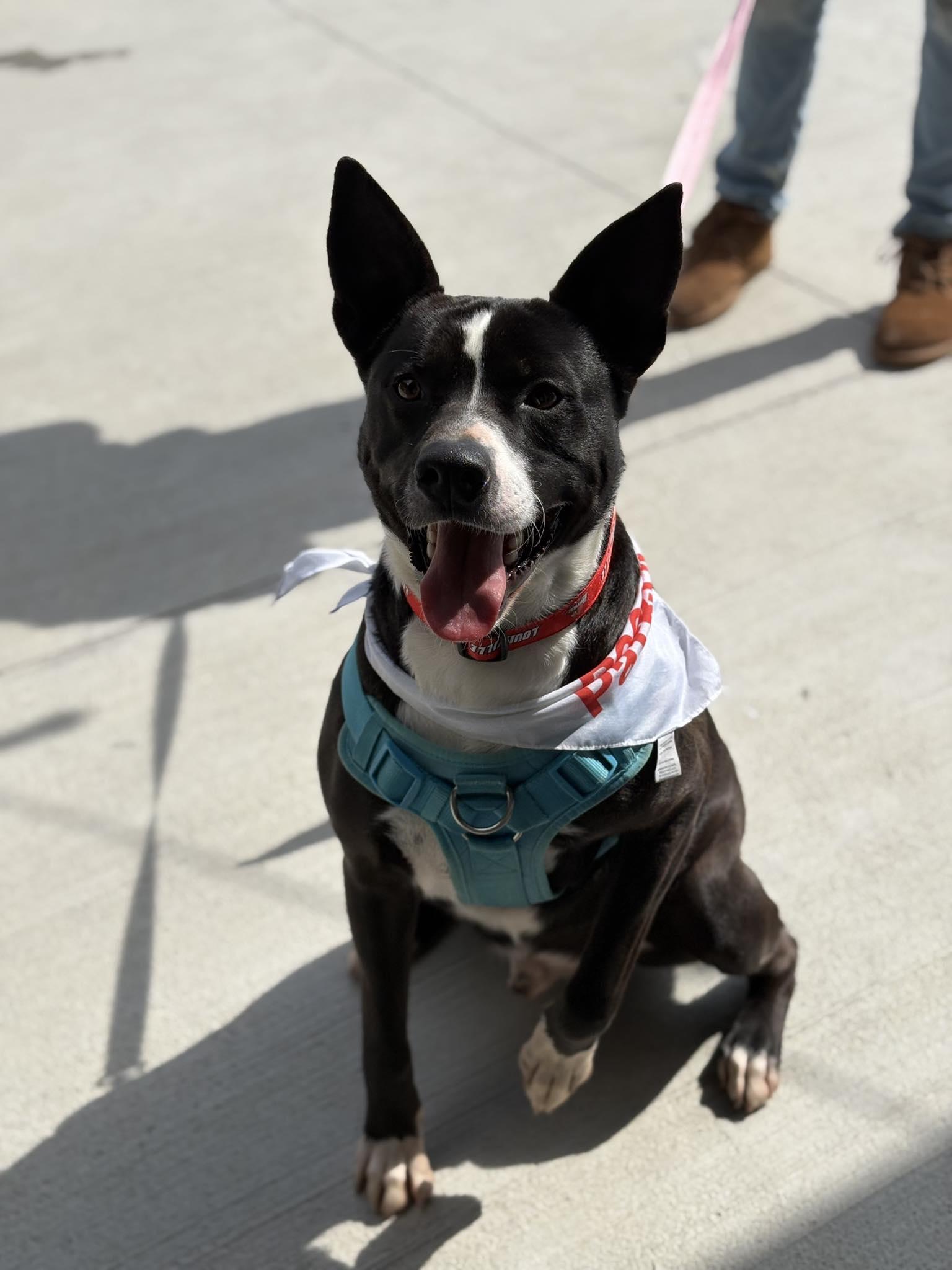 Thor, Adoptable, Adult Male Belgian Shepherd / Malinois.