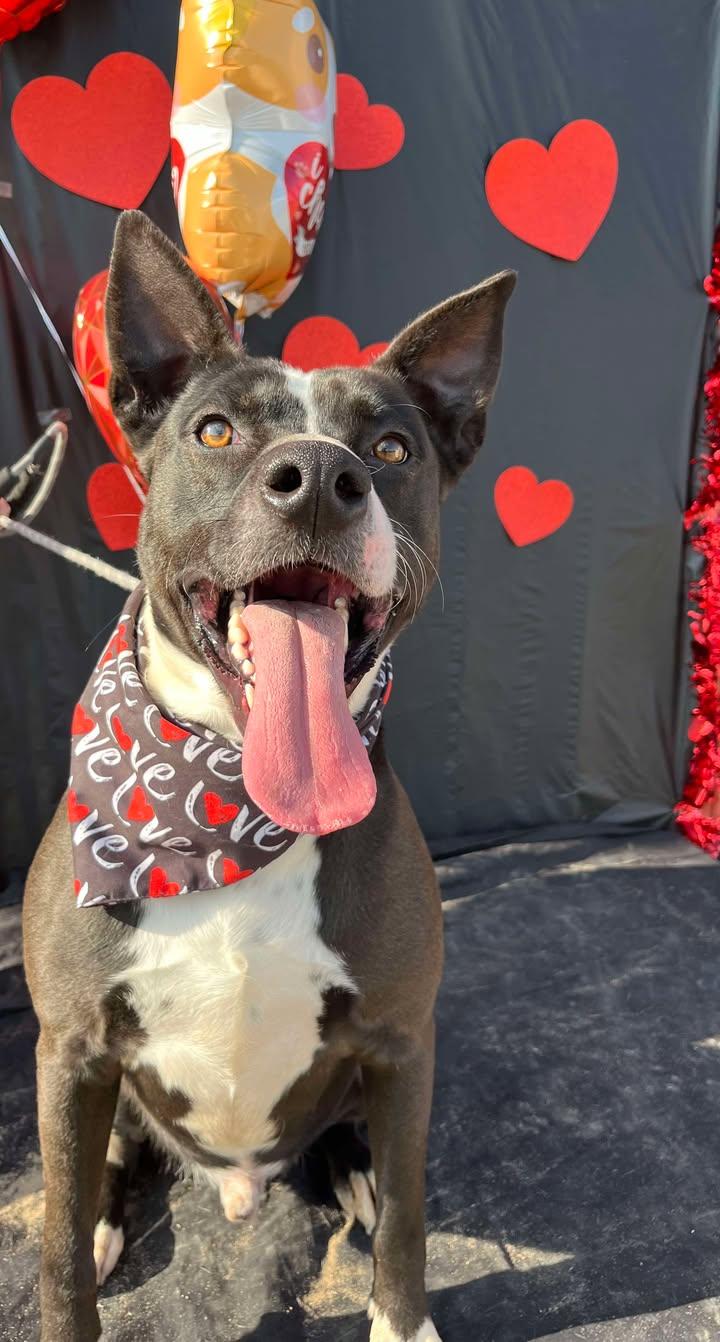 Enlarge Thor, a Adoptable mixed breed in Mullins, SC image 3/4