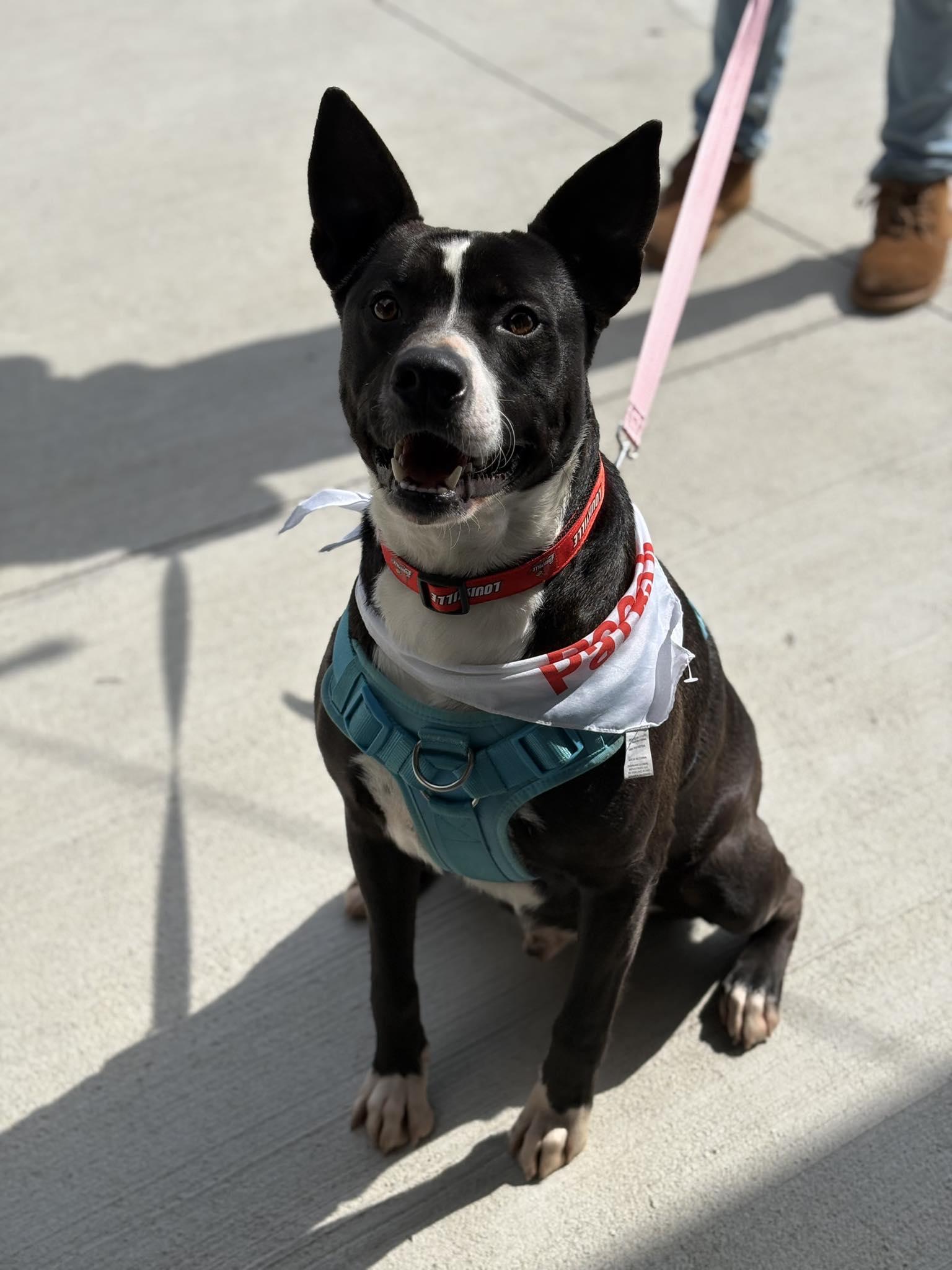 Enlarge Thor, a Adoptable mixed breed in Mullins, SC image 4/4