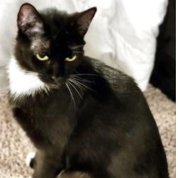 Brioche, Adult Female Domestic Short Hair