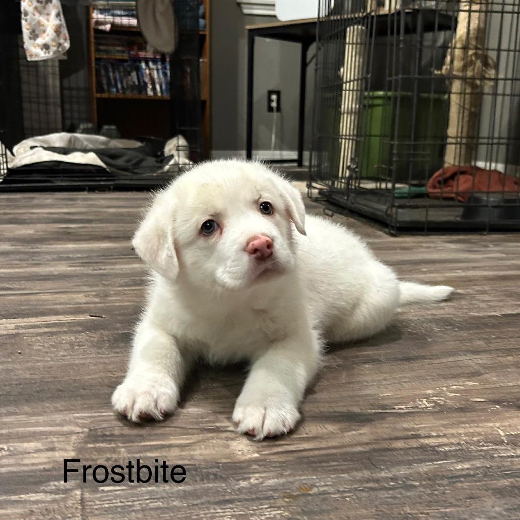 Frostbite thumbnail 3