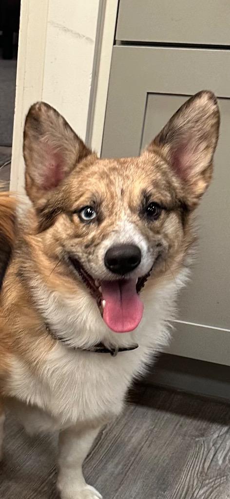 Stubbs, Adoptable, Adult Male Corgi & Anatolian Shepherd.