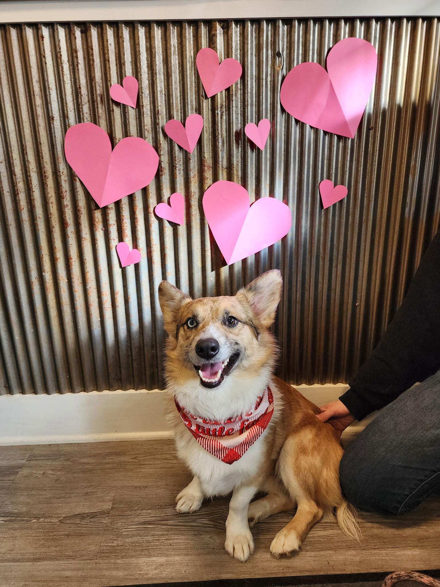 Stubbs, a Adoptable mixed breed in Emmett, ID image 2/2