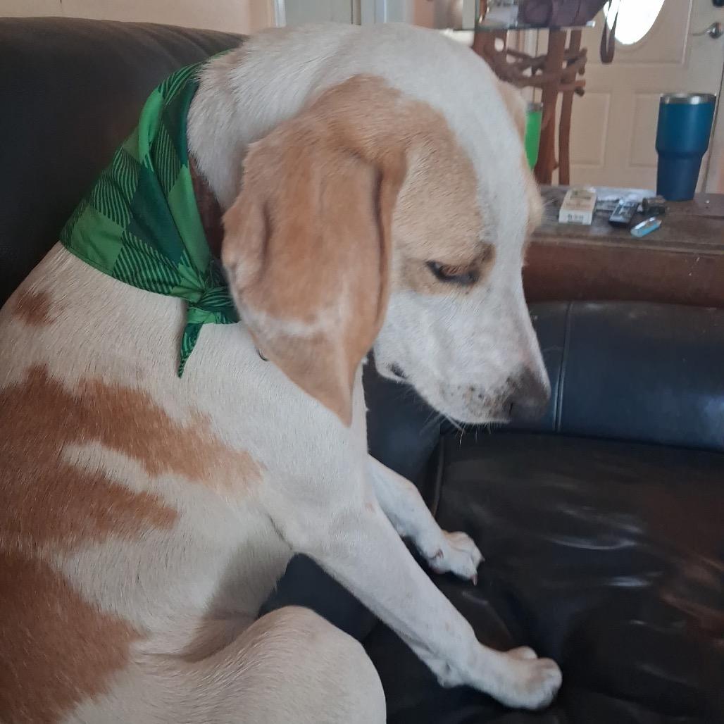 Lina, Adoptable, Young Female Mixed Breed.