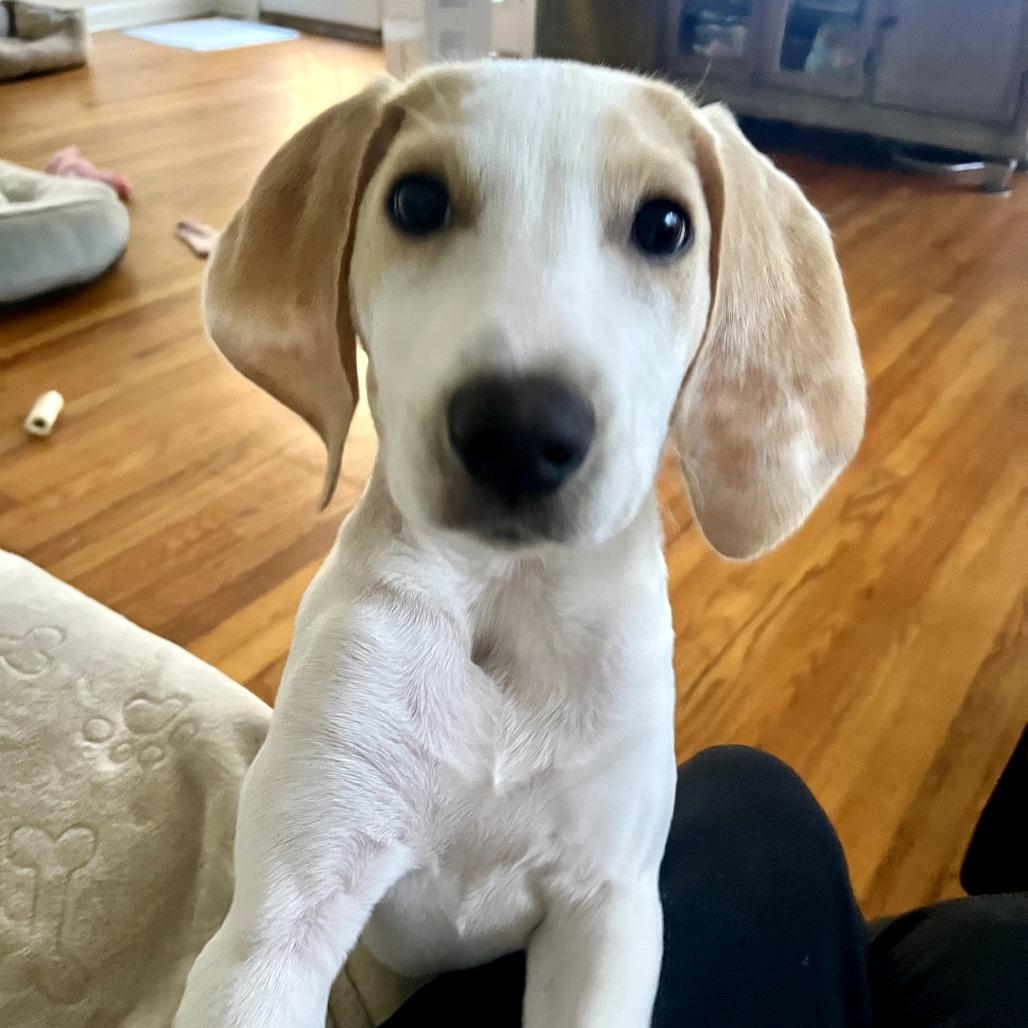 Enlarge Lina, a Adoptable Mixed Breed in Jacksonville Beach, FL image 2/6