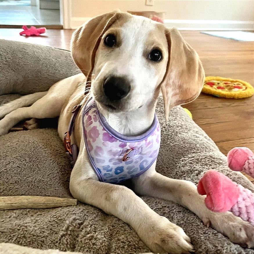 Enlarge Lina, a Adoptable Mixed Breed in Jacksonville Beach, FL image 3/6