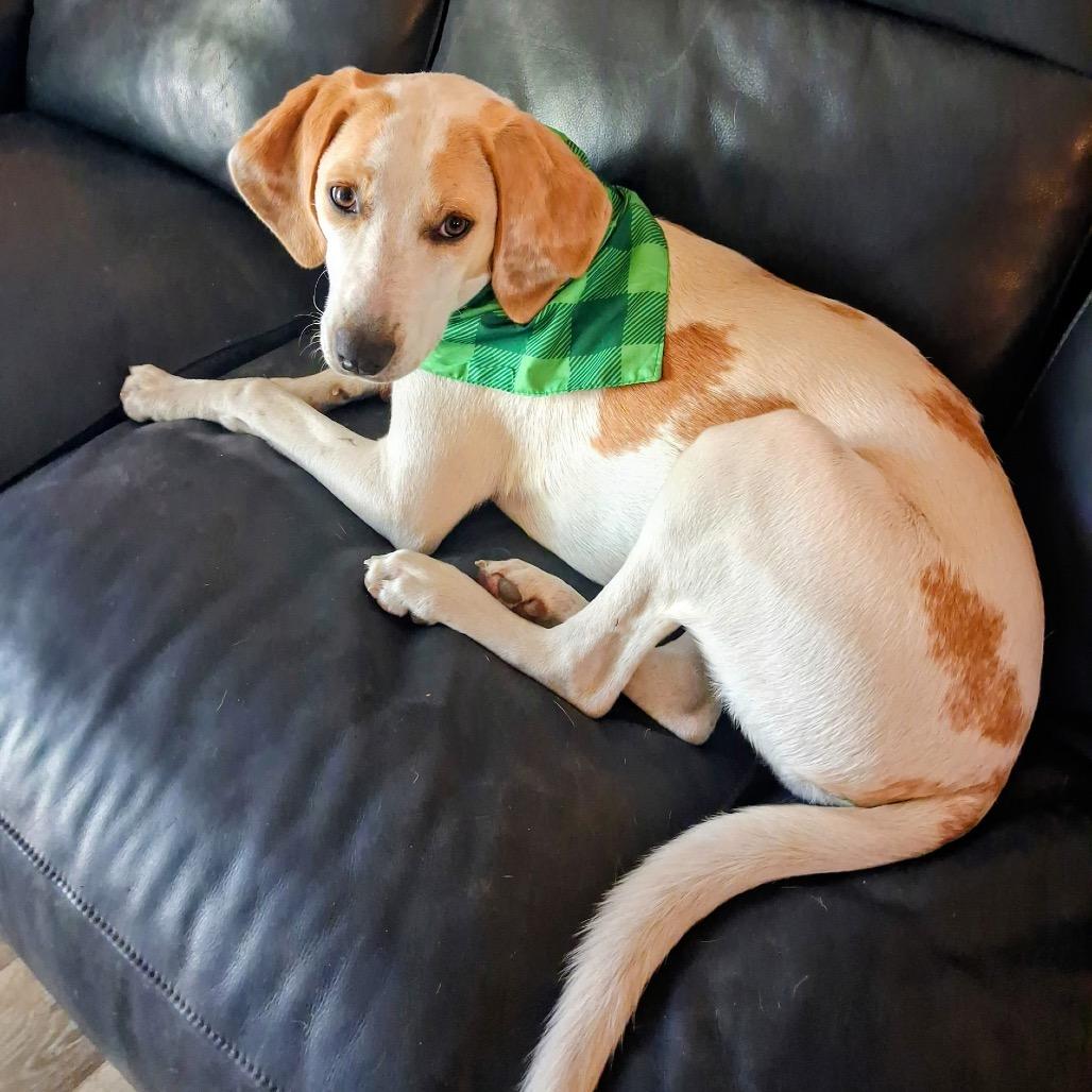 Enlarge Lina, a Adoptable Mixed Breed in Jacksonville Beach, FL image 4/6