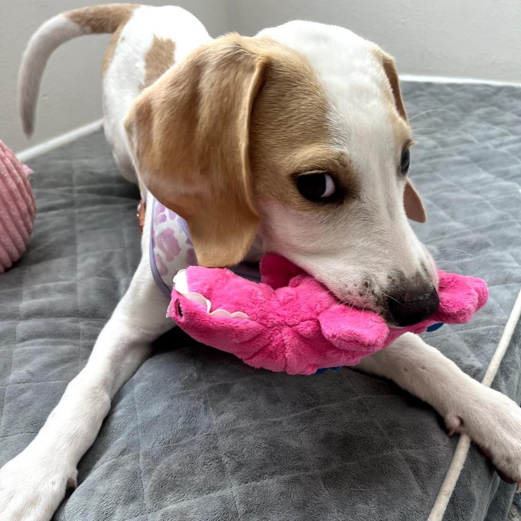 Enlarge Lina, a Adoptable Mixed Breed in Jacksonville Beach, FL image 5/6