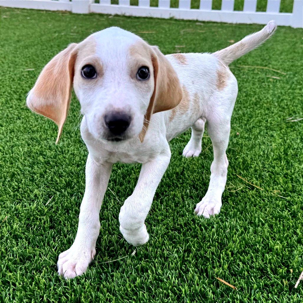 Enlarge Lina, a Adoptable Mixed Breed in Jacksonville Beach, FL image 6/6