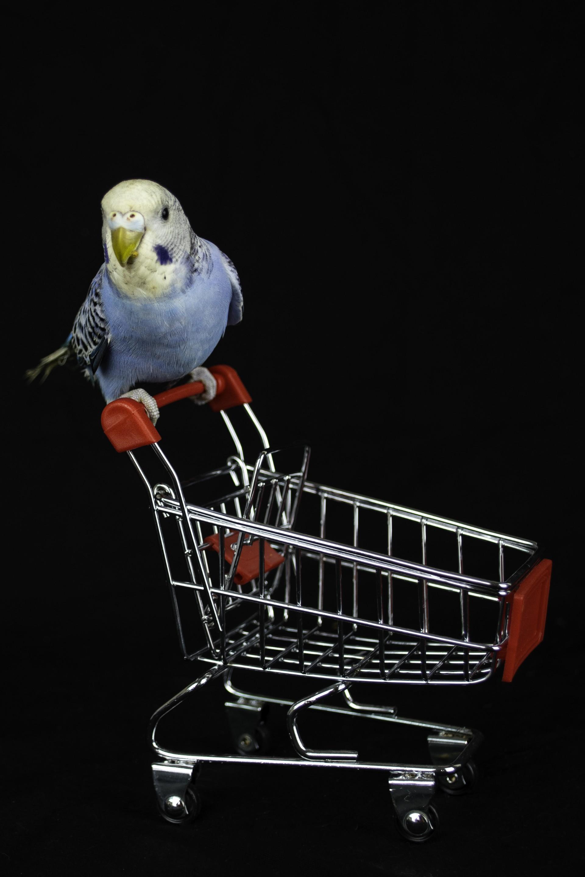 Squeaky (Blue Female), Adopted, Young Female Parakeet (Other).