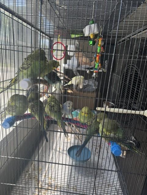 Enlarge Squeaky (Blue Female), a Adopted Parakeet (Other) in FRANKTON, IN image 4/6