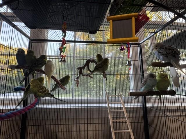 Enlarge Squeaky (Blue Female), a Adopted Parakeet (Other) in FRANKTON, IN image 3/6