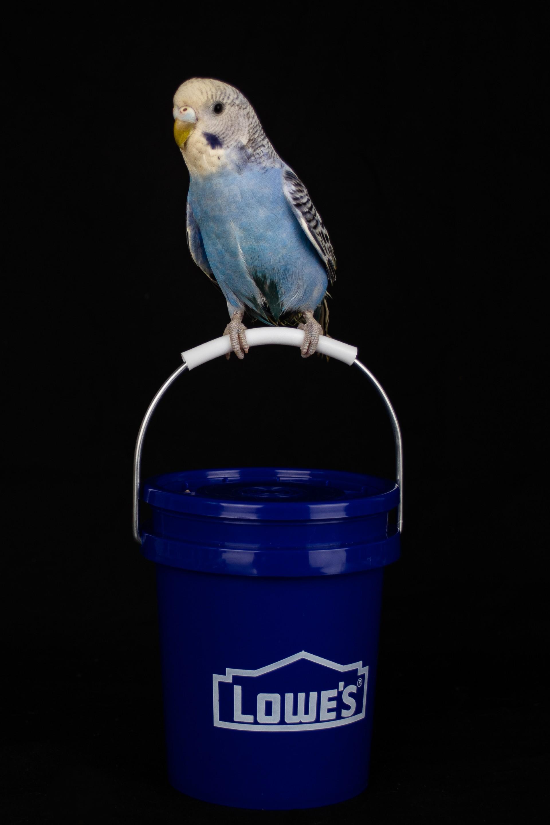 Enlarge Squeaky (Blue Female), a Adopted Parakeet (Other) in FRANKTON, IN image 2/6