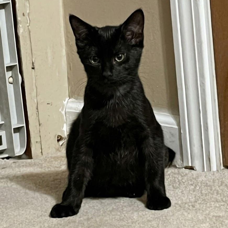 Enlarge Valerie, a Adopted Domestic Short Hair in Andover, CT image 2/6