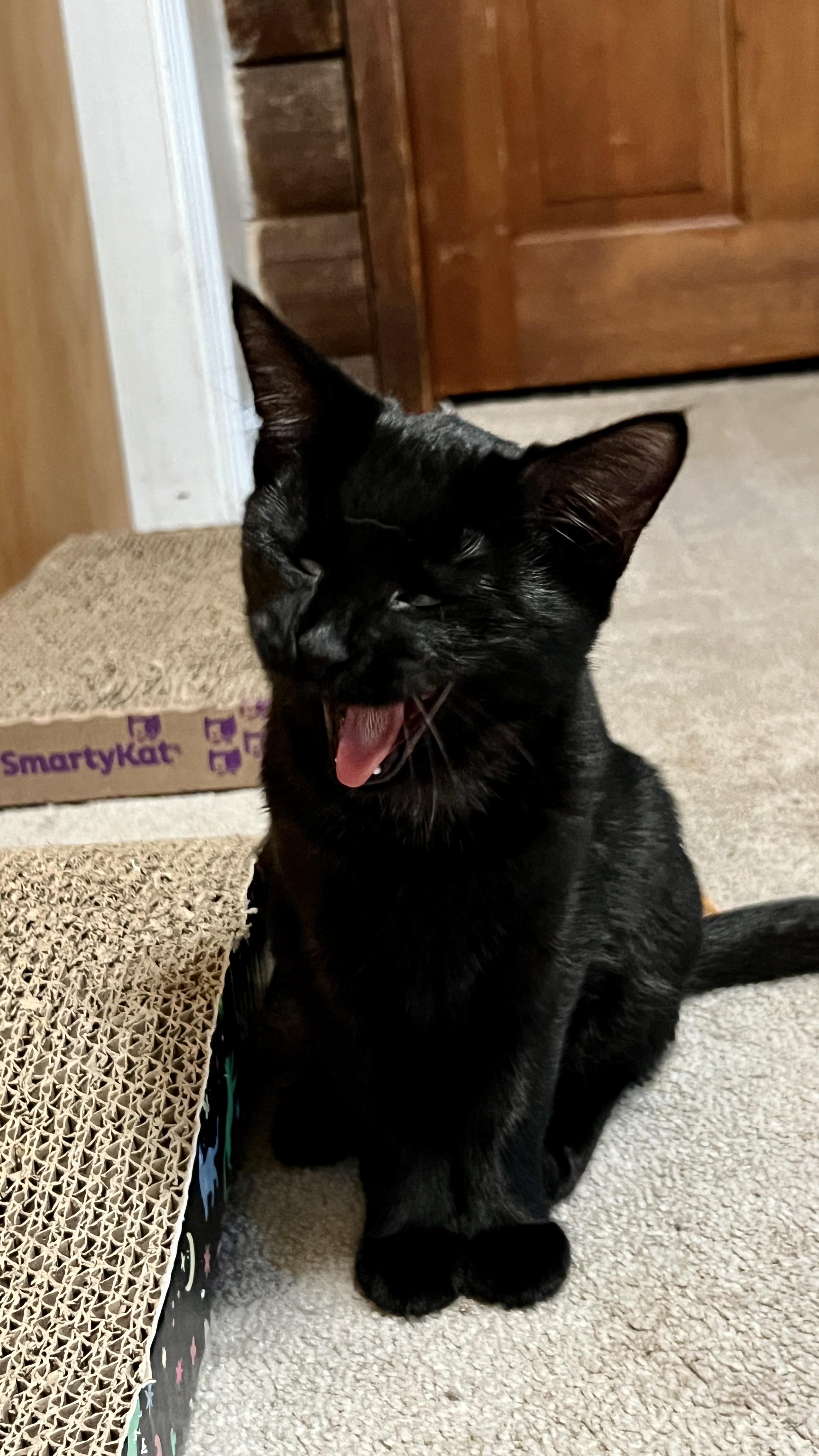 Enlarge Valerie, a Adopted Domestic Short Hair in Andover, CT image 5/6