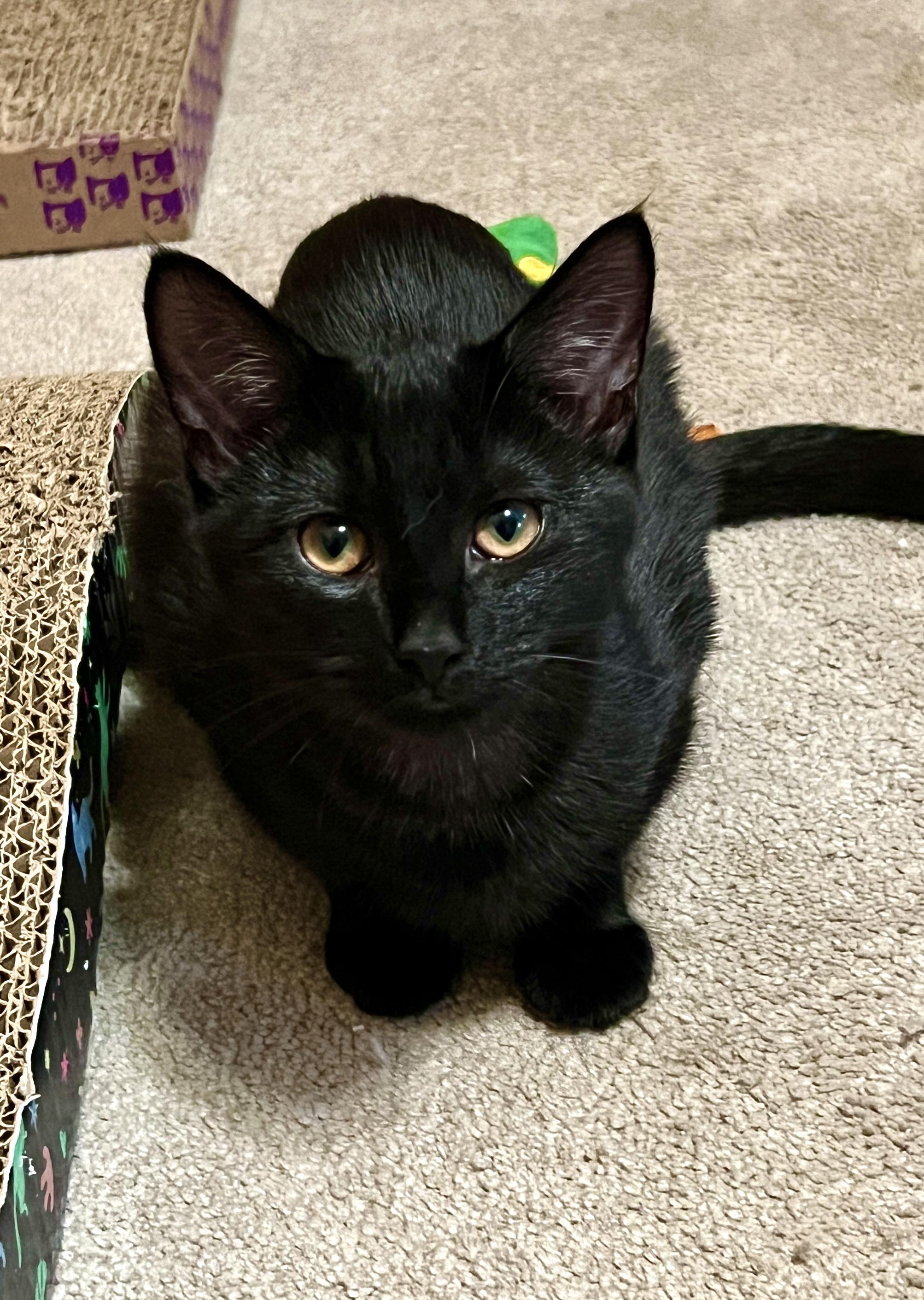 Valerie, Adopted, Kitten Female Domestic Short Hair.