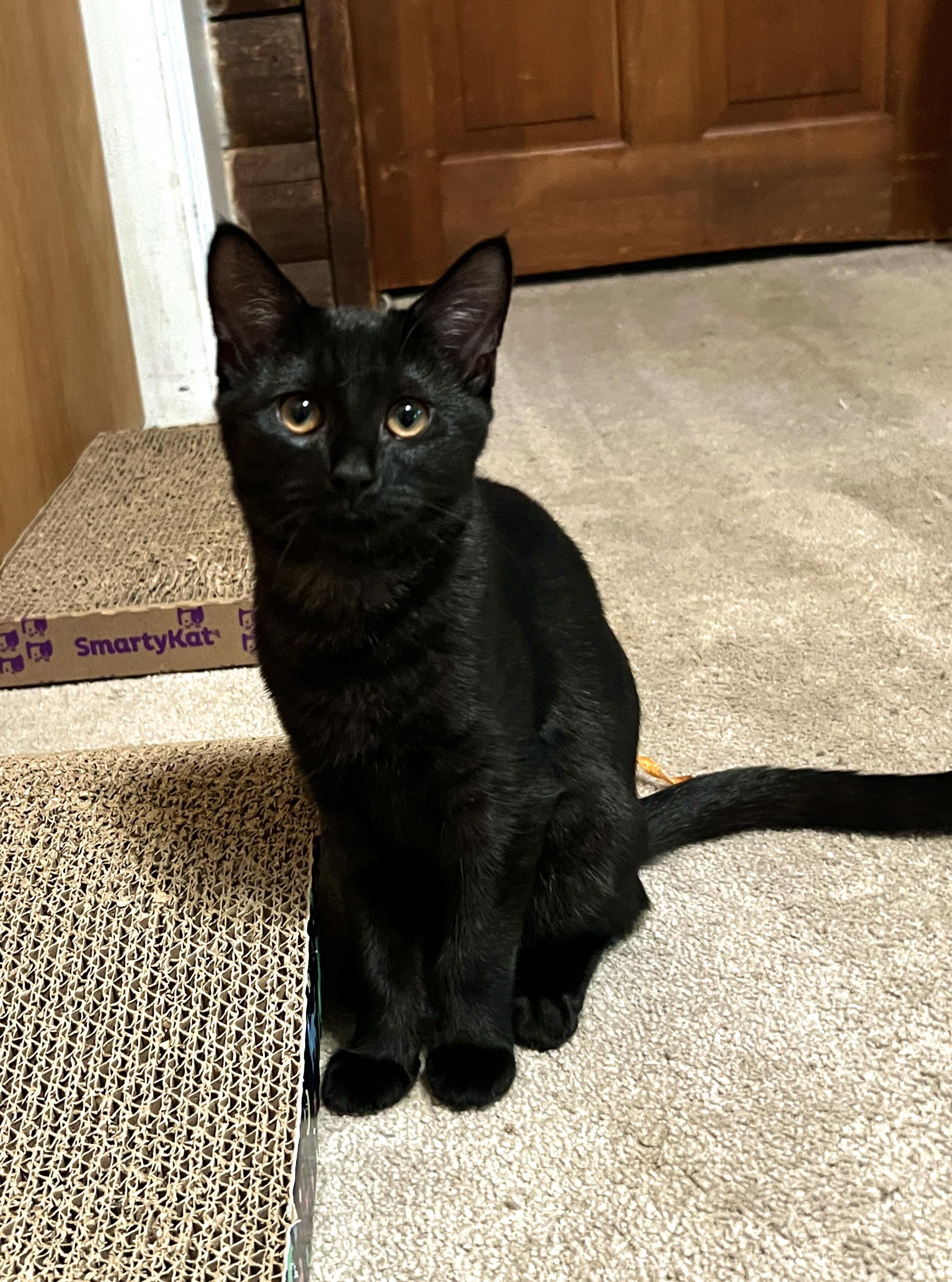 Enlarge Valerie, a Adopted Domestic Short Hair in Andover, CT image 6/6