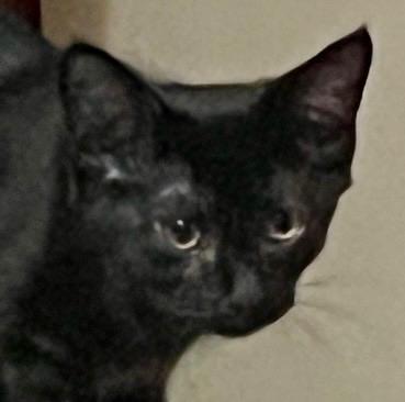 Enlarge Valerie, a Adopted Domestic Short Hair in Andover, CT image 3/6