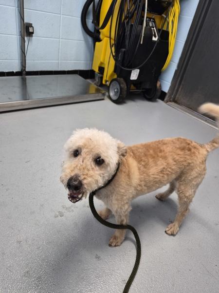 Pen 239c Shug, Adoptable, Adult Male Airedale Terrier.