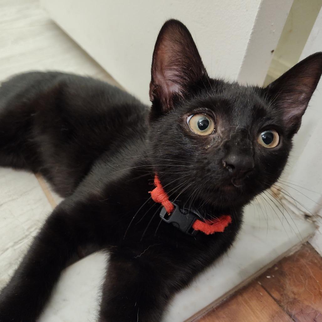 Enlarge Ragnar Berkeley, a Adoptable Domestic Short Hair in Merrifield, VA image 1/3