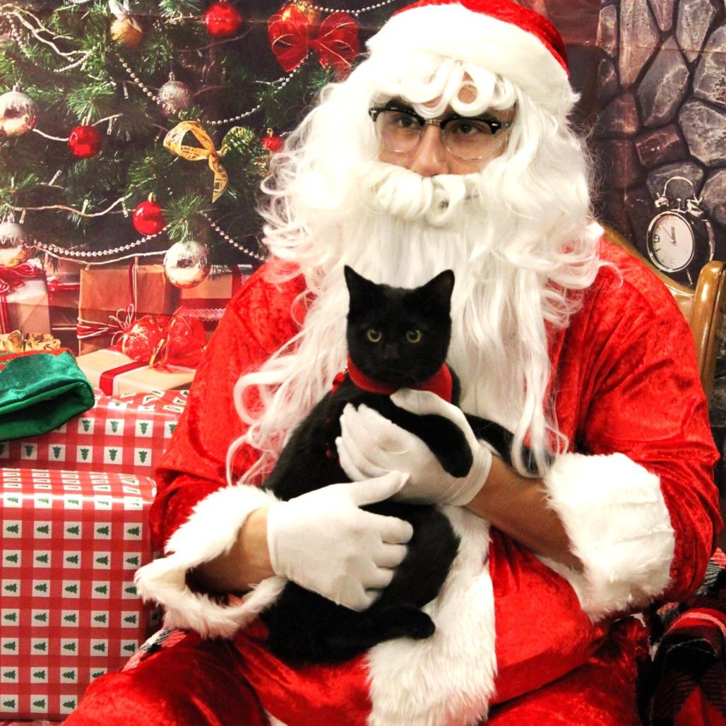Enlarge Ragnar Berkeley, a Adoptable Domestic Short Hair in Merrifield, VA image 2/3
