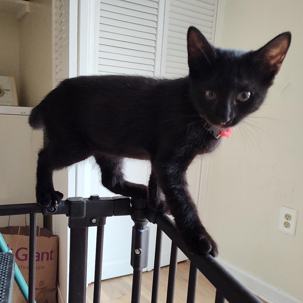 Enlarge Ragnar Berkeley, a Adoptable Domestic Short Hair in Merrifield, VA image 3/3